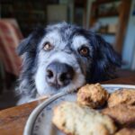 A dog looking longingly at a platter of homemade Hearts and Bones dog treats.
