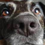 Close-up of a dog's nose and eyes. This dog is waiting for Beef Liver Love Bites for Dogs.
