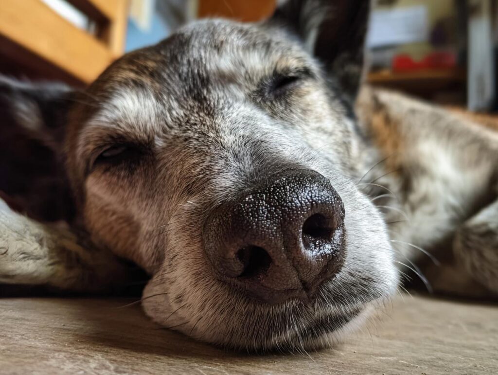 Close-up of a dog's face, resting peacefully, possibly dreaming of Beef Liver Love Bites for Dogs.