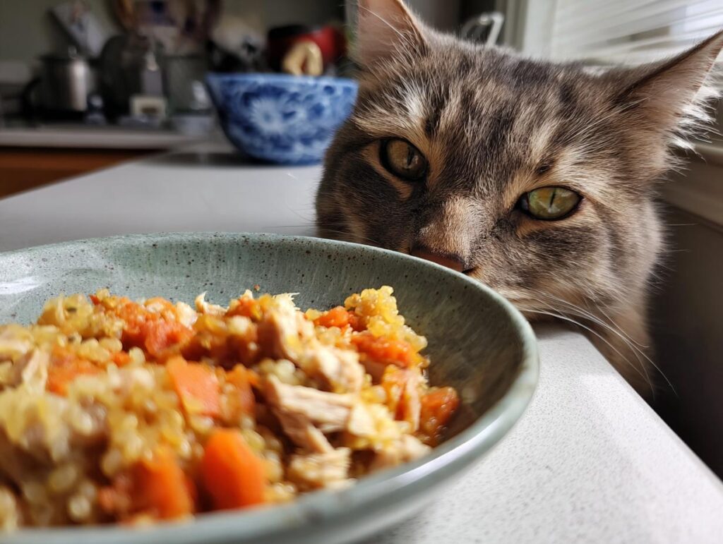 High-Protein Senior Cat Meal - Featured