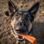 A happy dog holding a Beef and Carrot Training Chew Stick in its mouth, looking up at the camera.