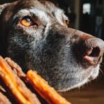 Close-up of a dog looking at Beef & Sweet Potato Chew Sticks for Dogs.