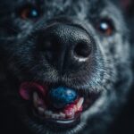 Close-up of a dog with a blueberry in its mouth, related to the Blueberry Banana Homemade Pup Smoothie Treat recipe.