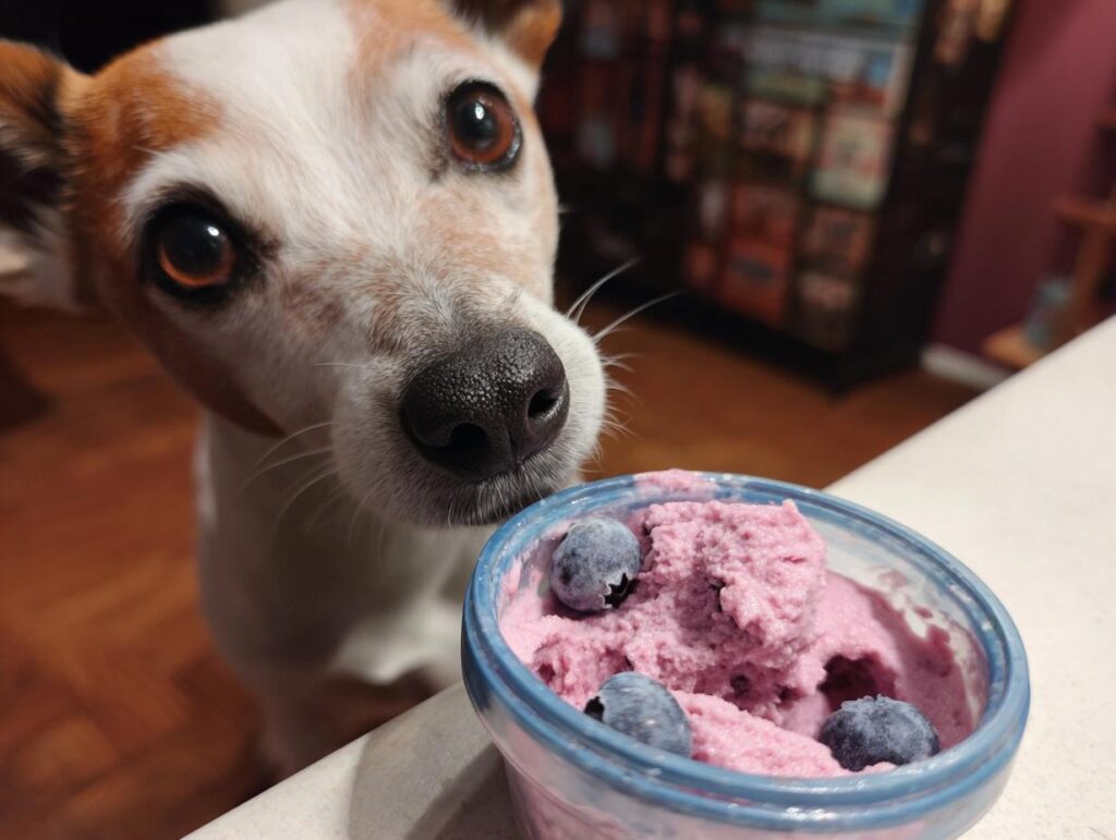 Dog looking at a bowl of Blueberry Plain Yogurt Frozen Dog Bite Drops.