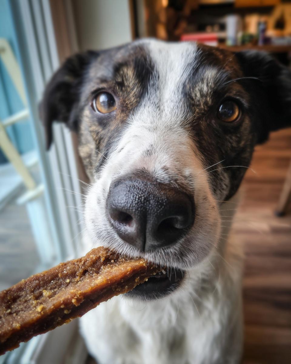 Dog eating a Beef and Lentil Energy Chew Stick, looking directly at the camera.
