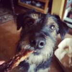 Dog eagerly eating a Beef and Peanut Butter Dog Chew Stick, looking happy and excited.