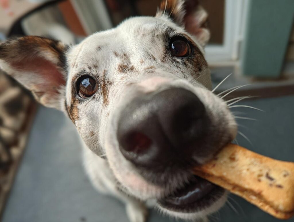 Close-up of a dog happily eating a Frozen Pumpkin Yogurt Dog Treat.
