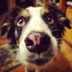Close-up of a dog's face looking up with anticipation for Frozen Pumpkin Yogurt Dog Treats.