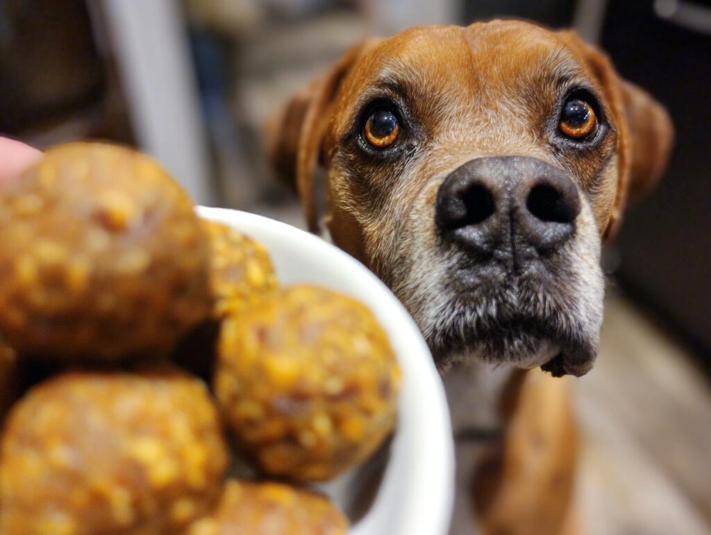 A dog looking at a bowl of Pumpkin Peanut Butter Dog Energy Balls.