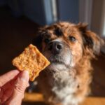 A dog eagerly looking at a Frozen Peanut Butter Pumpkin Dog Treat held by a hand.