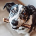 Dog holding a Beef and Lentil Energy Chew Stick for Dogs in its mouth, looking at the camera.