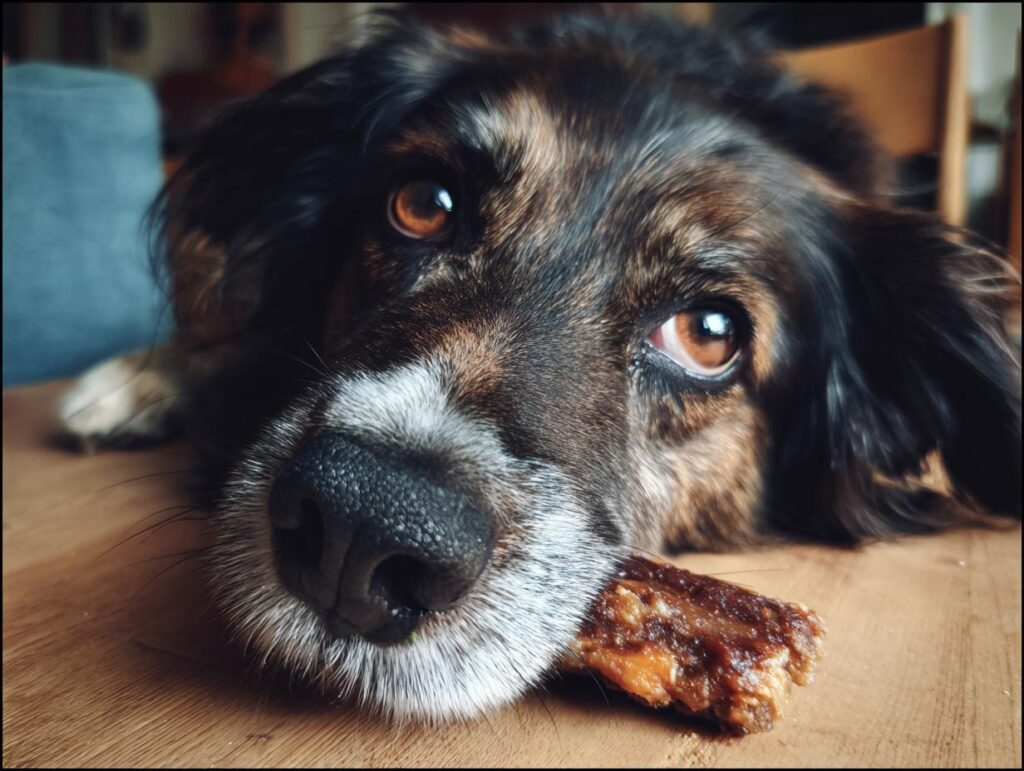 A dog looking at a homemade beef dog chew stick.